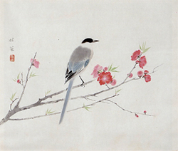 金島桂華「桃花尾長鳥」